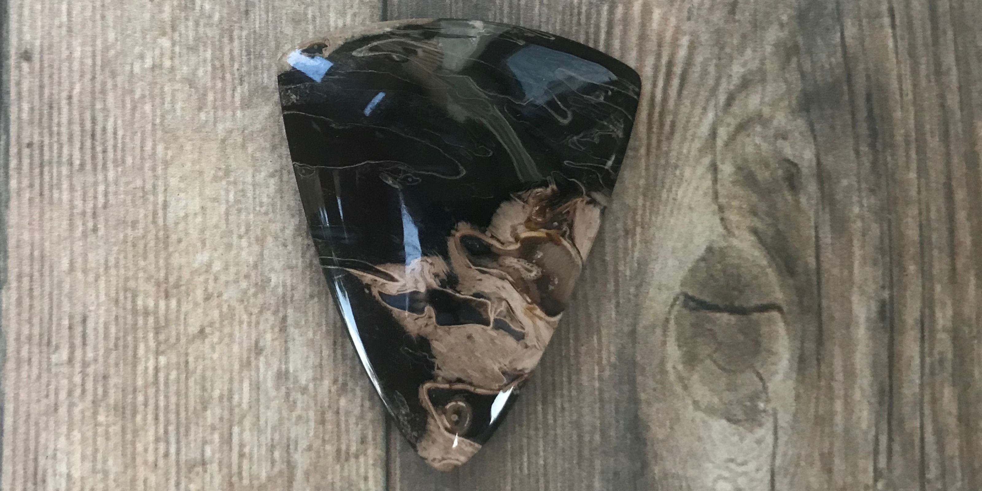 Petrified Palm Root | Tiger Eye